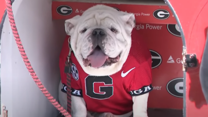 Let’s All Point And Laugh At PETA After Their Insane Post About The Georgia Bulldog Mascot’s Death